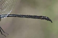 Somatochlora semicircularis