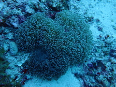 Fimbriaphyllia divisa