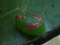 Tortricoidea