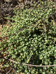 Euphorbia polycarpa polycarpa