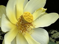 Nelumbo lutea