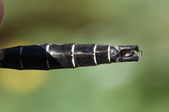 Somatochlora albicincta