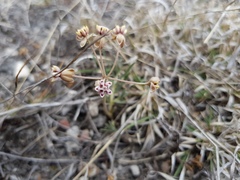 Asclepias senecionifolia