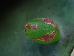 Tortricoidea