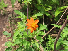 Dahlia coccinea