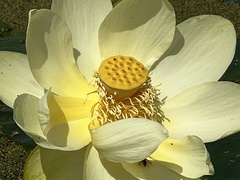 Nelumbo lutea