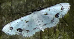 Scopula lautaria