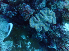 Lobophyllia