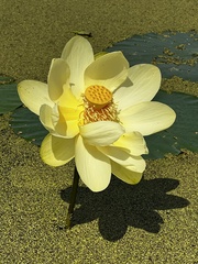 Nelumbo lutea