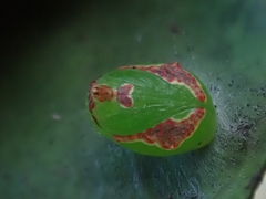 Tortricoidea