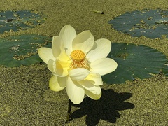 Nelumbo lutea