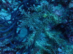 Acropora echinata