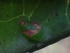 Tortricoidea