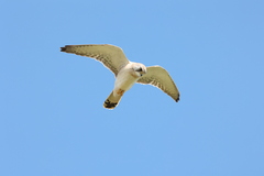 Falco cenchroides