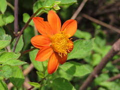 Dahlia coccinea