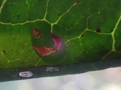 Tortricoidea