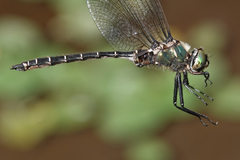 Somatochlora albicincta