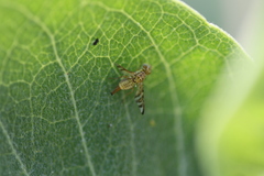 Chaetorellia succinea