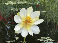 Nelumbo lutea