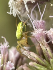 Araniella