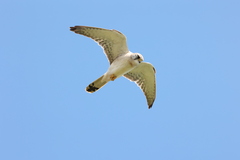 Falco cenchroides