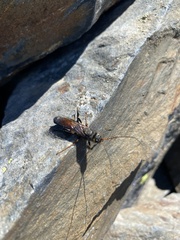 Urocerus flavicornis