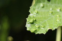 Colomerus vitis