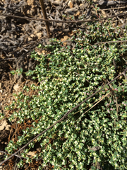 Euphorbia polycarpa polycarpa