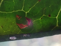Tortricoidea