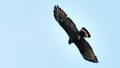 Buteo albonotatus