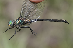 Somatochlora semicircularis