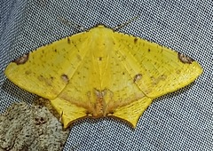 Nepheloleuca illiturata