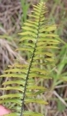 Nephrolepis brownii
