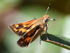 Ochlodes sylvanoides