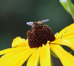 Eristalis transversa