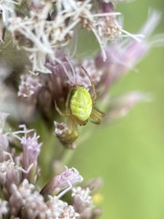 Araniella