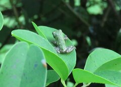 Hyla