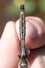 Somatochlora albicincta