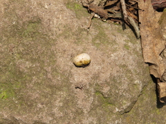 Fungi