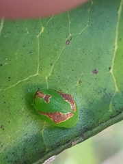 Tortricoidea