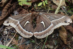 Hyalophora euryalus