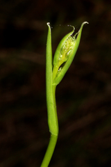 Haemodorum austroqueenslandicum