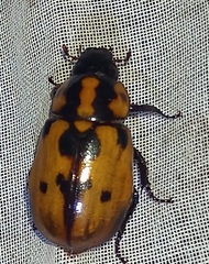 Cyclocephala mafaffa