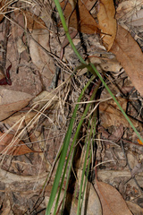 Haemodorum austroqueenslandicum