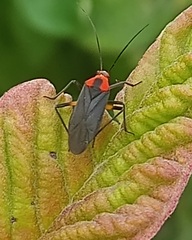 Prepops latipennis