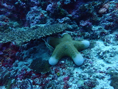 Choriaster granulatus