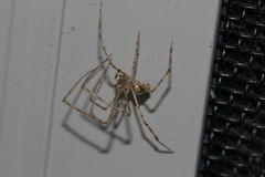 Cryptachaea gigantipes
