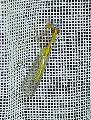 Zeugomantispa minuta