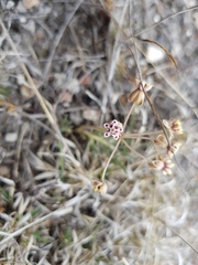 Asclepias senecionifolia