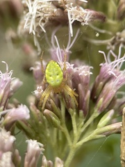 Araniella